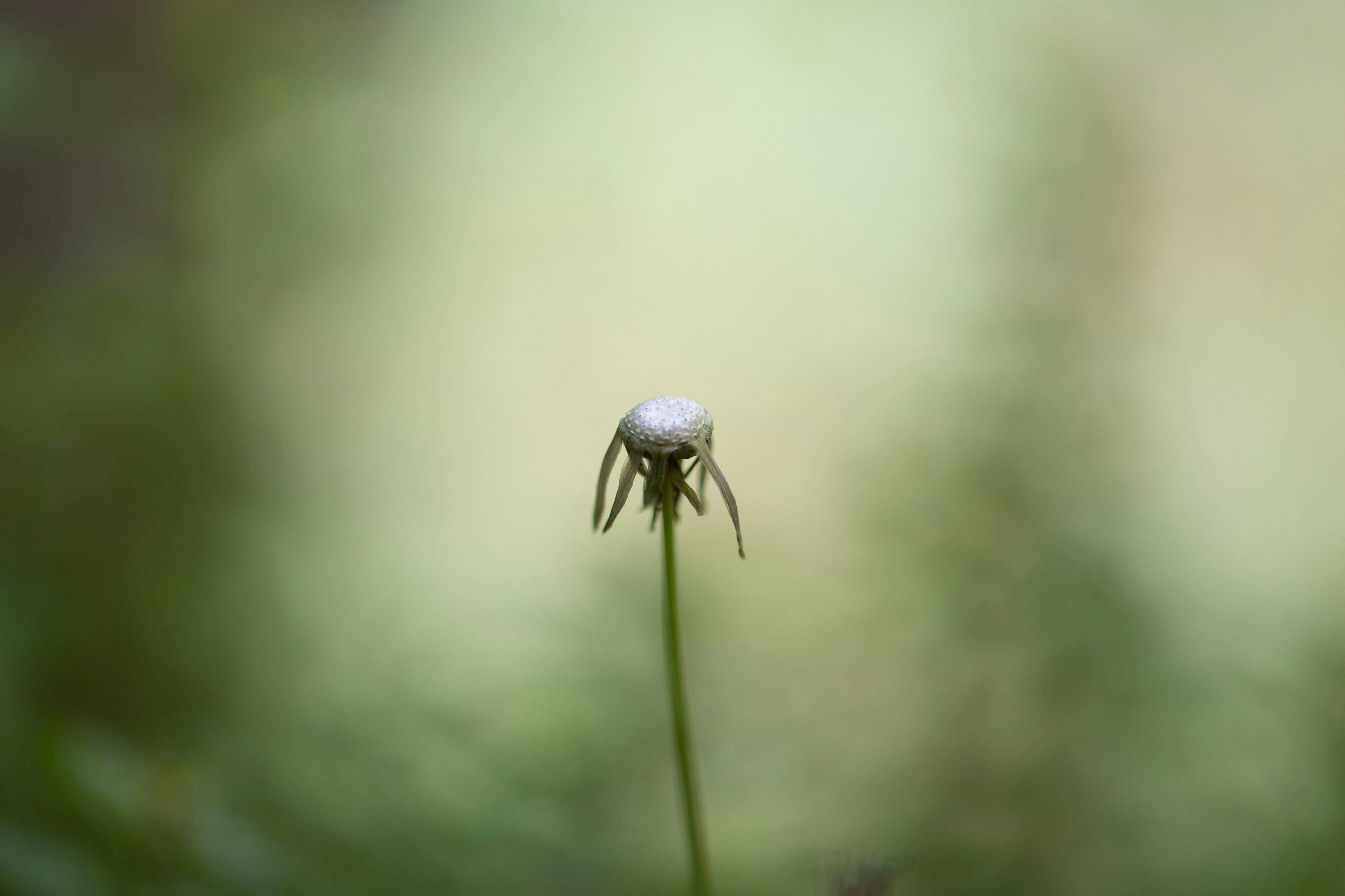 blue flower bud in macro photography